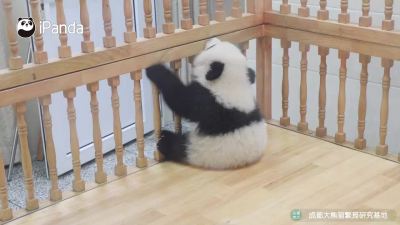 罕见大熊猫“学习直立行走”视频