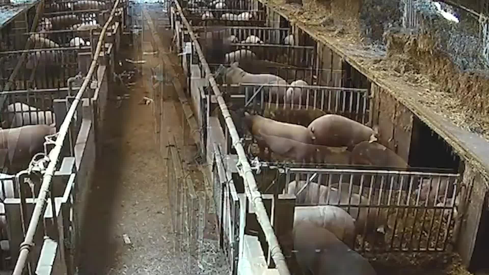 英国一养猪场环境曝光：活猪瘦骨嶙峋，死猪惨遭分食
