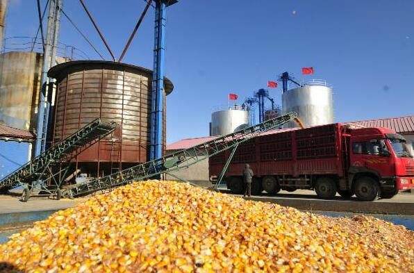增产又增收 全国粮食加工转化率今年将达88%