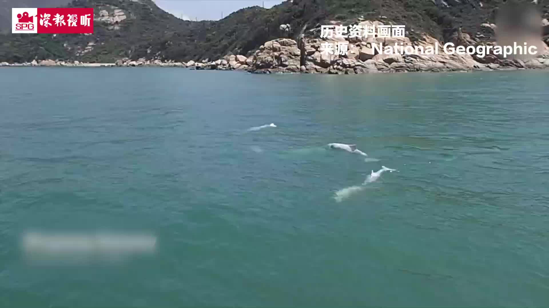 新冠期间人类活动减少，中华白海豚大量回迁