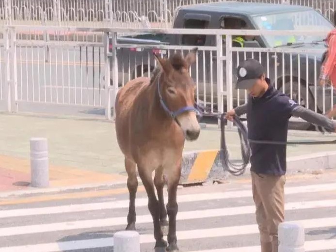 “骡奔”深圳主干道后续 饲主：它俩趁我睡觉把缰绳咬开逃出