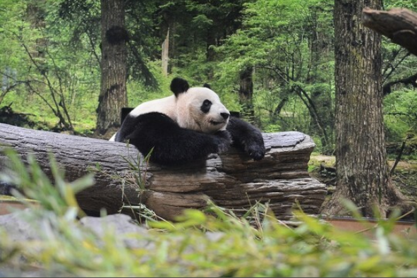 3只旅日熊猫租借期将满，日本急于延期：它们是大明星