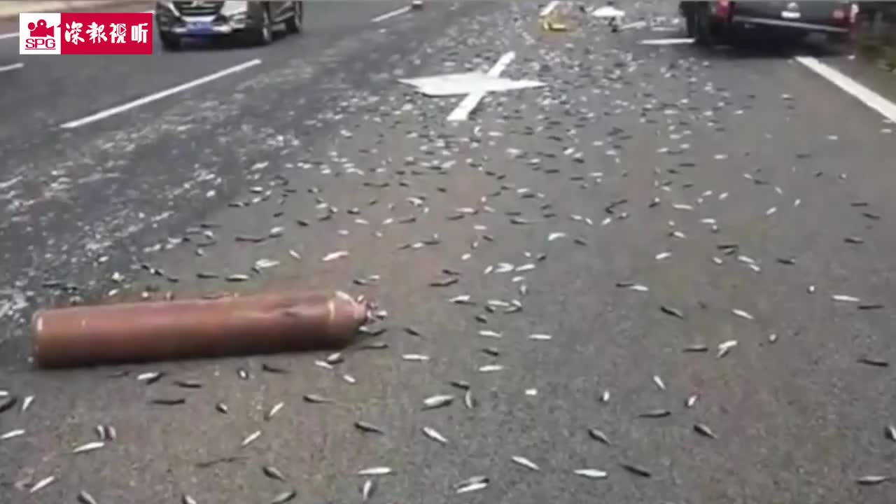 皮卡高速路上翻车，两万尾鱼苗变鱼干