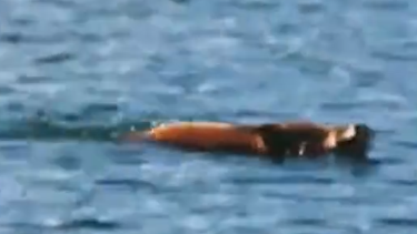 野猪在深圳海中“游泳”引市民围观，目击者一开始以为是海龟