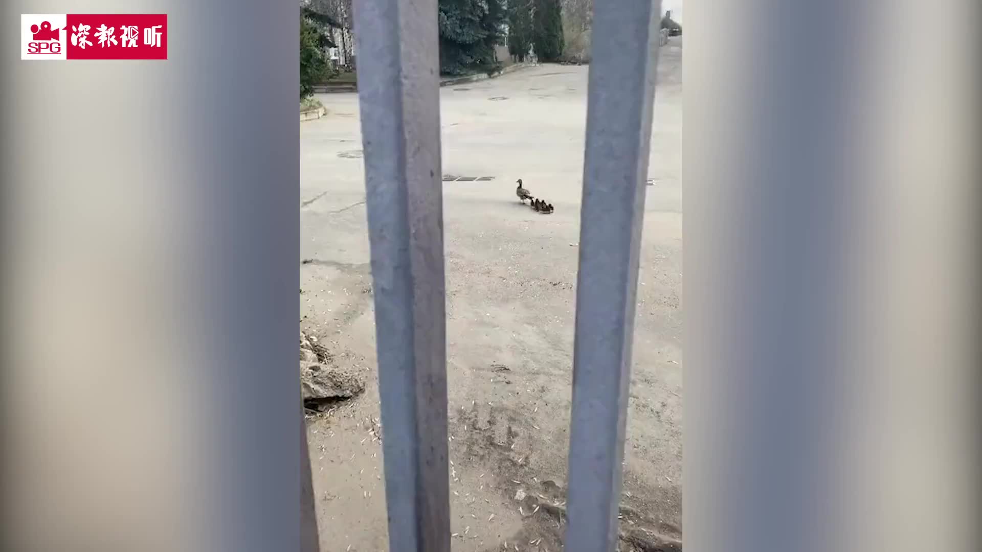 鸭妈妈遛娃越遛越少！最后急得直跺脚