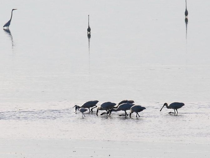 7只黑脸琵鹭现身深圳湾！深圳新一年候鸟季悄然来临（内附视频）