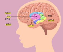 做事没“耐力” 不是你的错！大脑两种神经递质决定“耐力值”