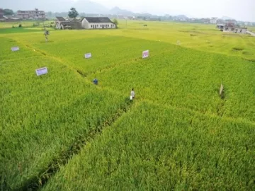 高！袁隆平超级稻云南基地连续4年平均亩产超1100千克