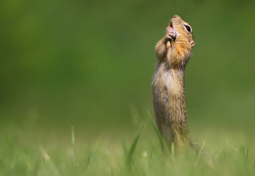 2020年搞笑野生動物攝影獎又來了張張圖片都是精華