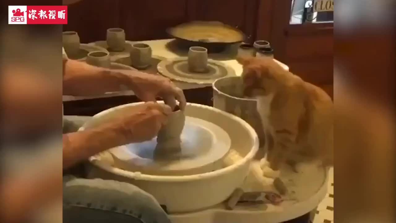 这年头，没点才艺都不敢说自己是只喵