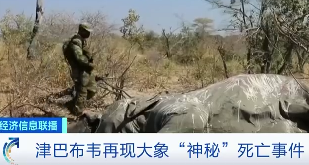津巴布韦大象神秘死亡  初步排除枪杀可能