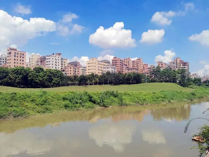 （宝安）黄土披“绿衣”，茅洲河碧道塘下涌河口三角地焕然一新  