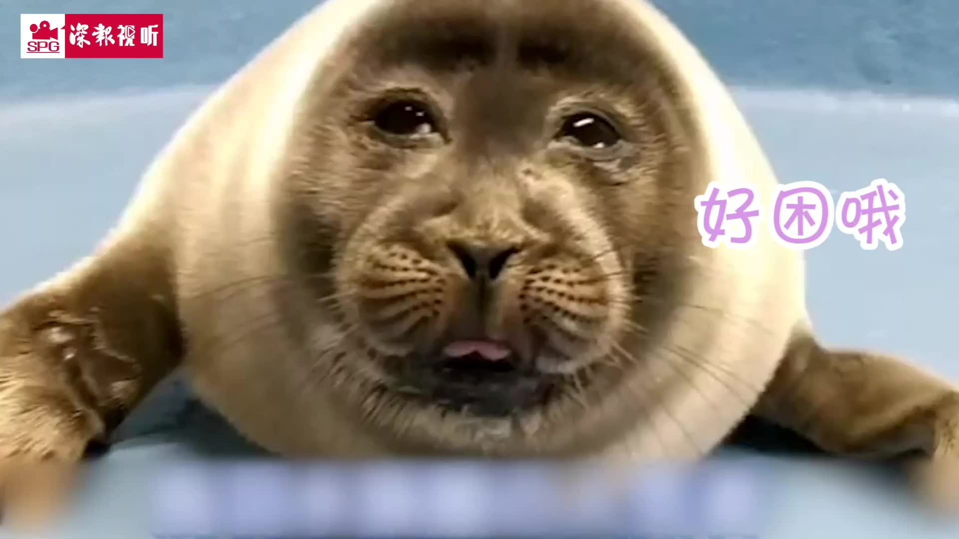 日本水族馆小海豹酷似大叔脸走红 一起来吸萌萌哒海豹