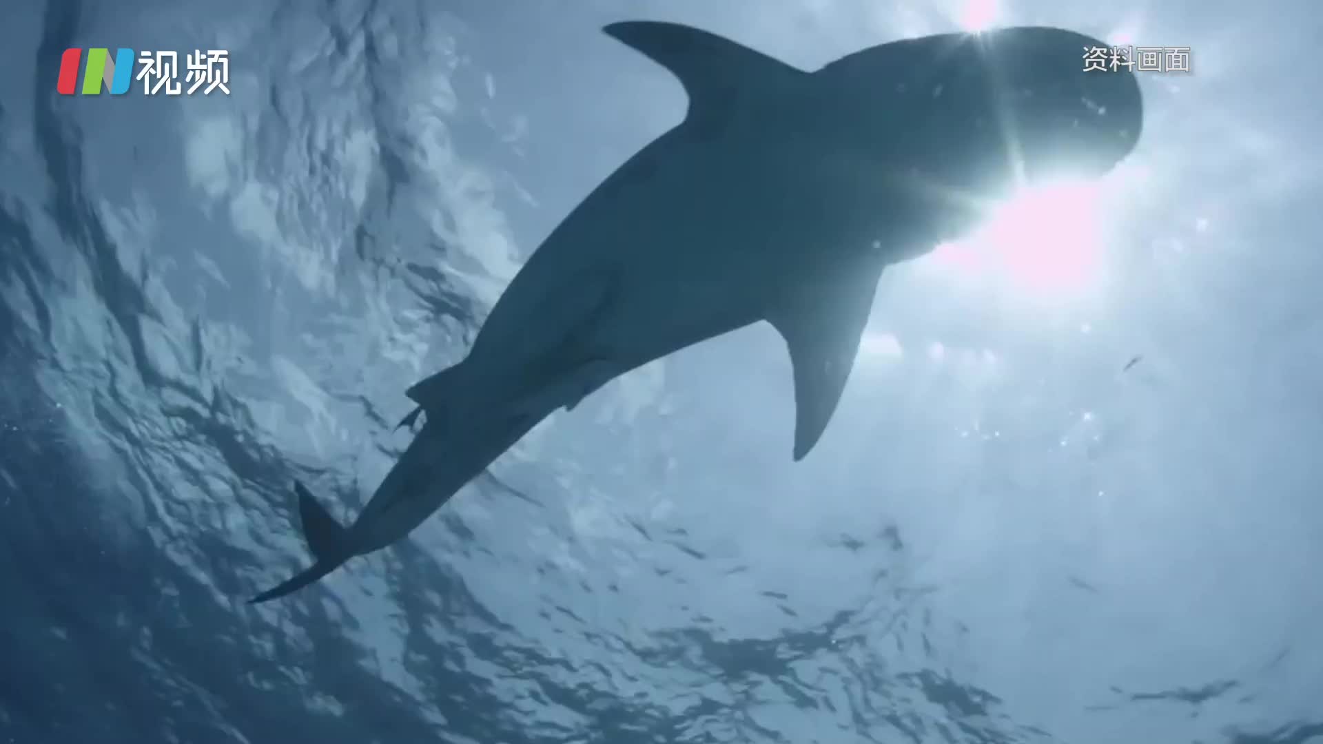 为生产新冠疫苗，50万只鲨鱼或被捕杀