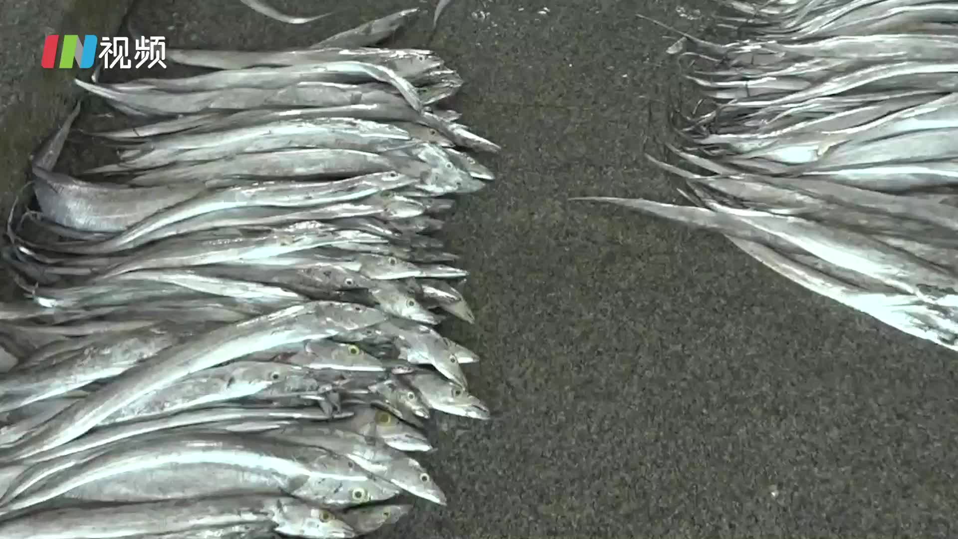 印尼进口冻带鱼外包装检出新冠病毒