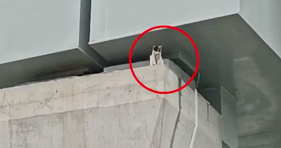 高架桥救小猫值得吗？交警：志愿者要先保证自身安全