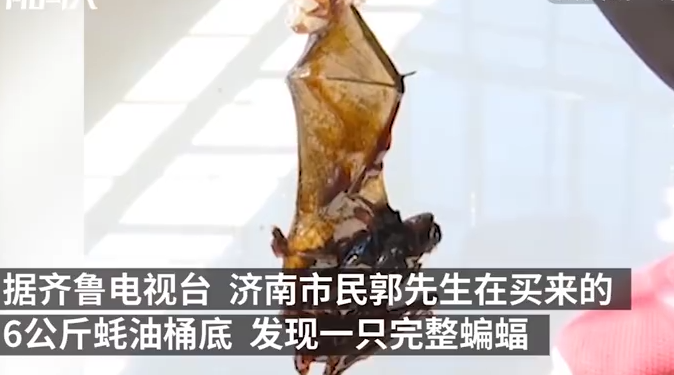 6公斤蚝油吃了近3个月 桶底发现完整蝙蝠