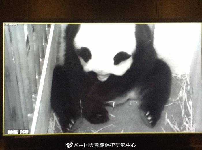 华盛顿动物园对大熊猫美香照顾不周？情况说明来了