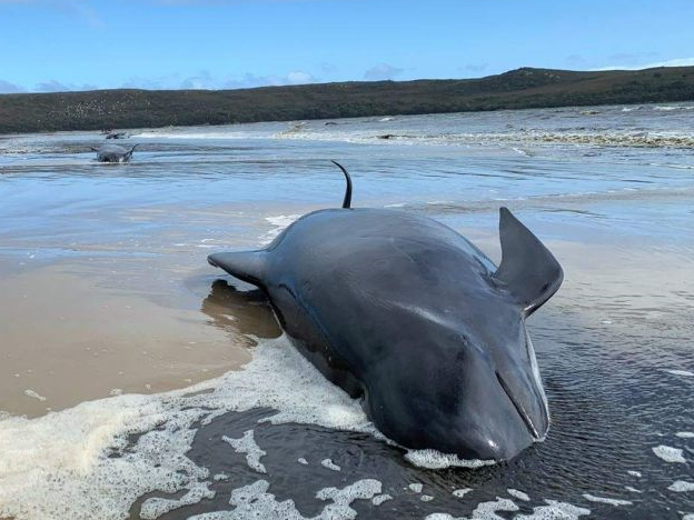 澳大利亚塔斯马尼亚又发现两百头搁浅鲸鱼，总数已超470头