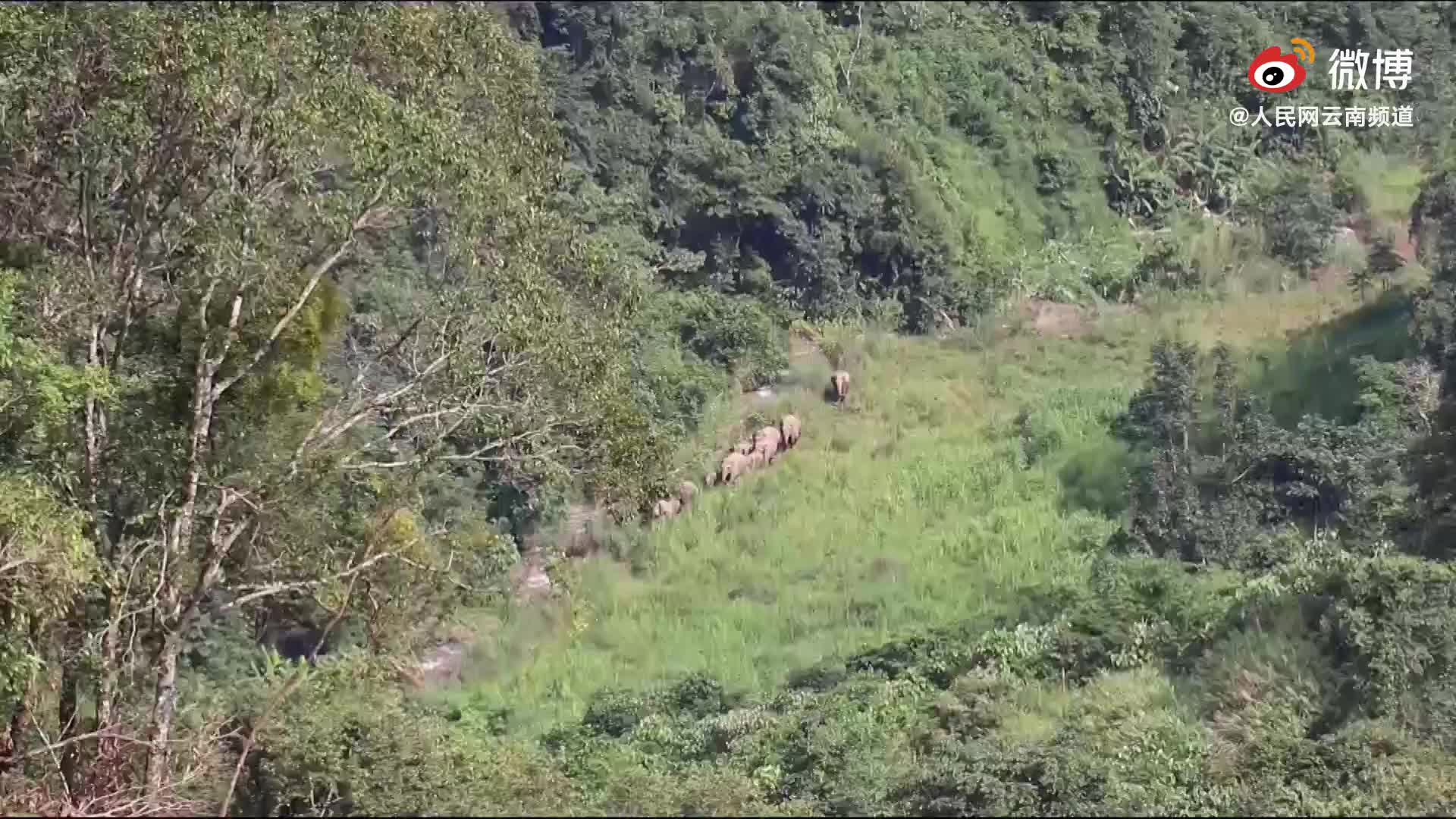 注意防范保护！云南宁洱出现24头野生亚洲象