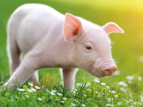 基因编辑猪1.0升级为猪3.0，异种器官移植之路还有多远
