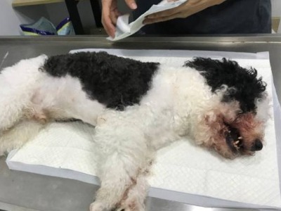 深圳一小孩被宠物狗咬伤，达成调解后狗被摔死，警方已介入