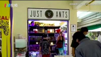 密恐慎入！ 新加坡开出首家蚂蚁宠物店