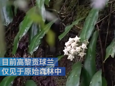 云南发现植物新物种，被命名为高黎贡球兰