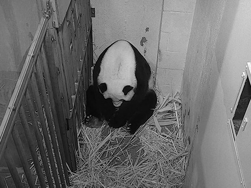 旅美大熊猫“美香”食欲开始回升，其幼崽正健康成长
