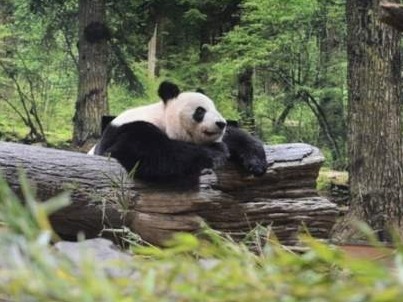 3只旅日熊猫租借期将满，日本东京请求延期