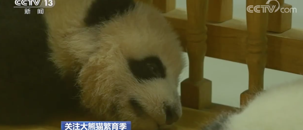 大熊猫被妈妈舔黄了