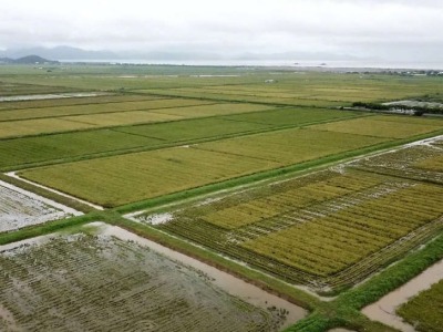 广东4000亩海水稻迎收获，种植品种超70个 