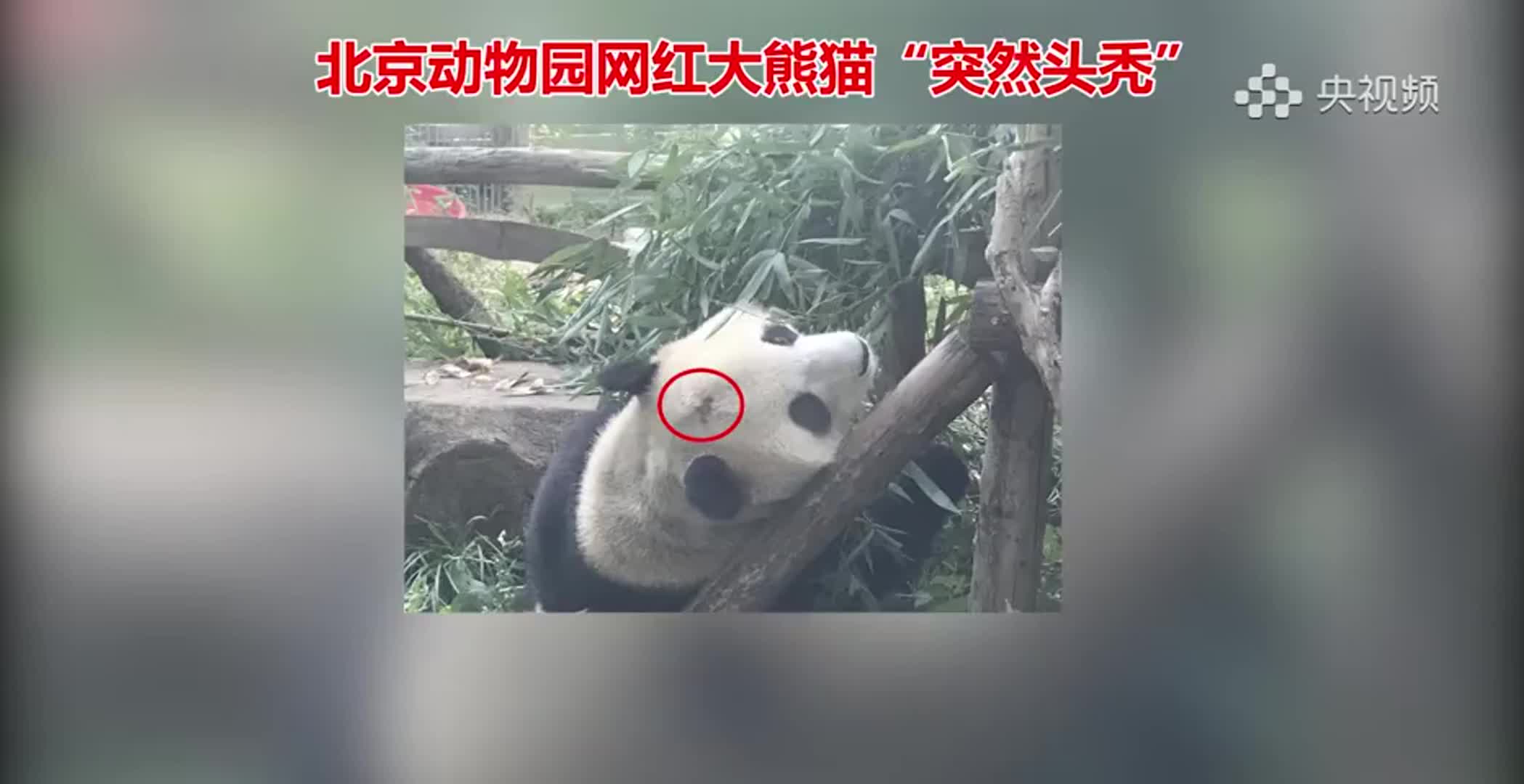 北京动物园“网红”大熊猫有点头秃