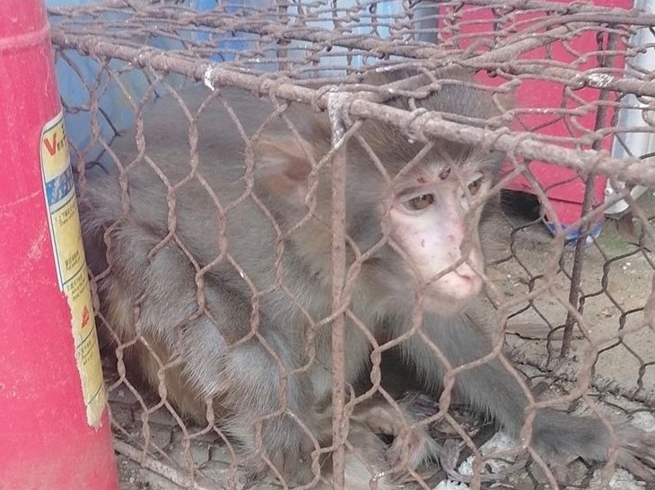 “美猴王”街头四处游荡，这些人的举动有点暖…