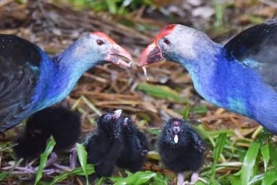 萌化了！深圳野生动物园紫水鸡宝宝跟着“父母”学本领