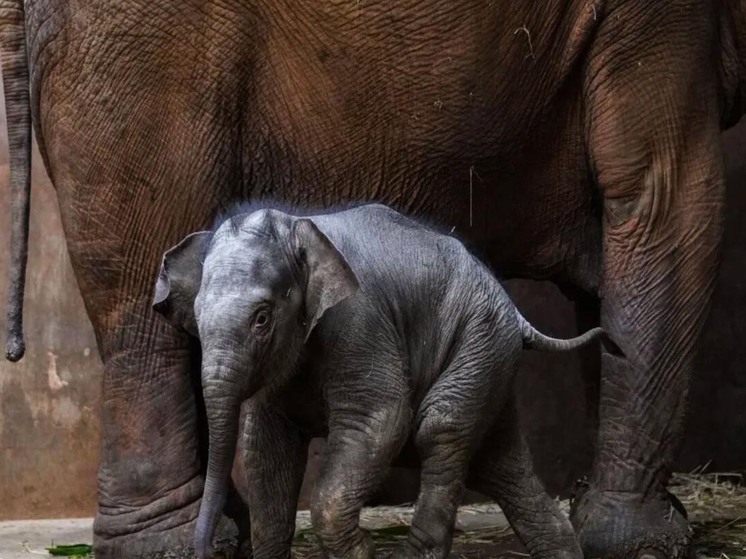 ​取名“欣愿”！亚洲象“小公主”满百日 适应期后将与游客见面