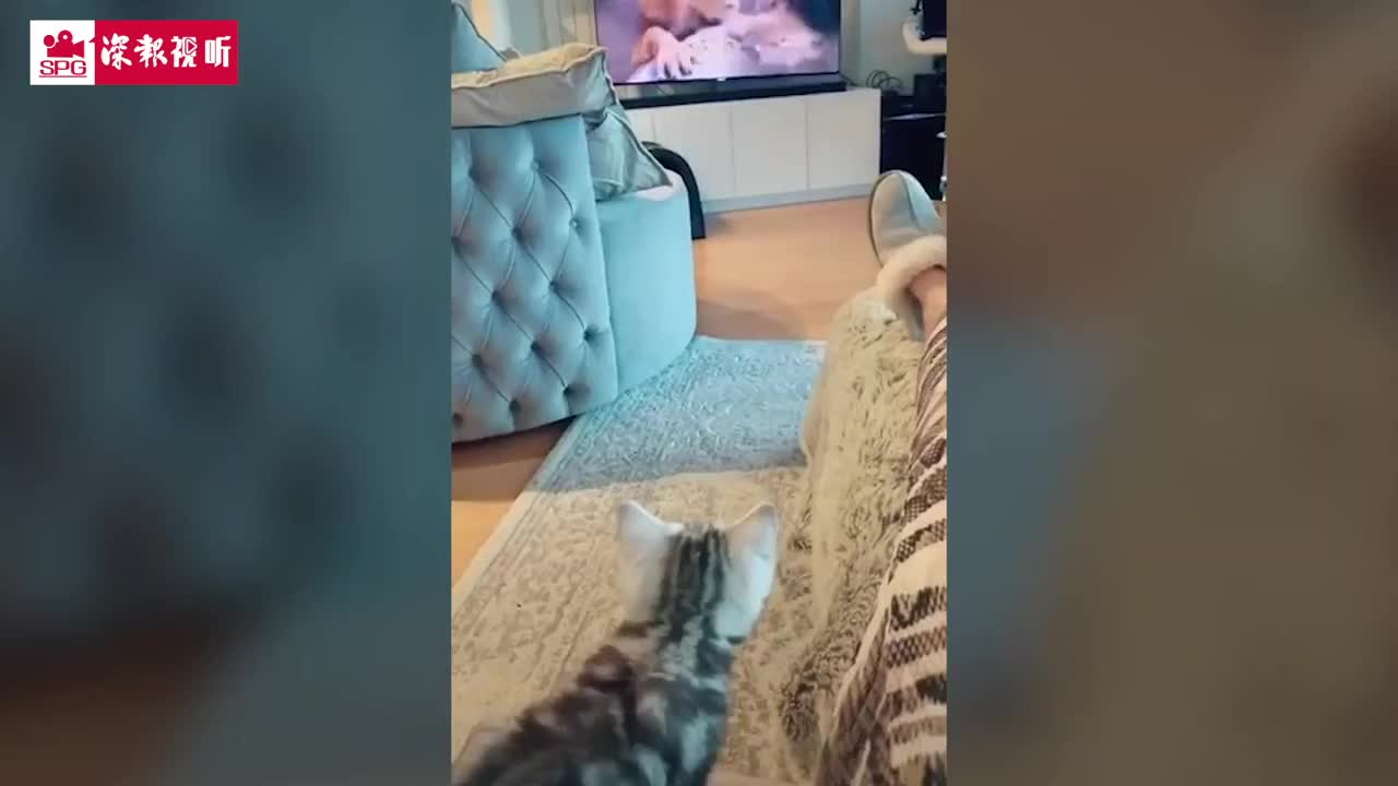千万别给猫看电视！“戏瘾”犯了拦不住 猫猫上演狮子王