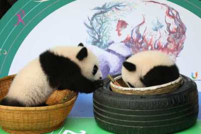 好萌！7只大熊猫宝宝集体亮相庆国庆