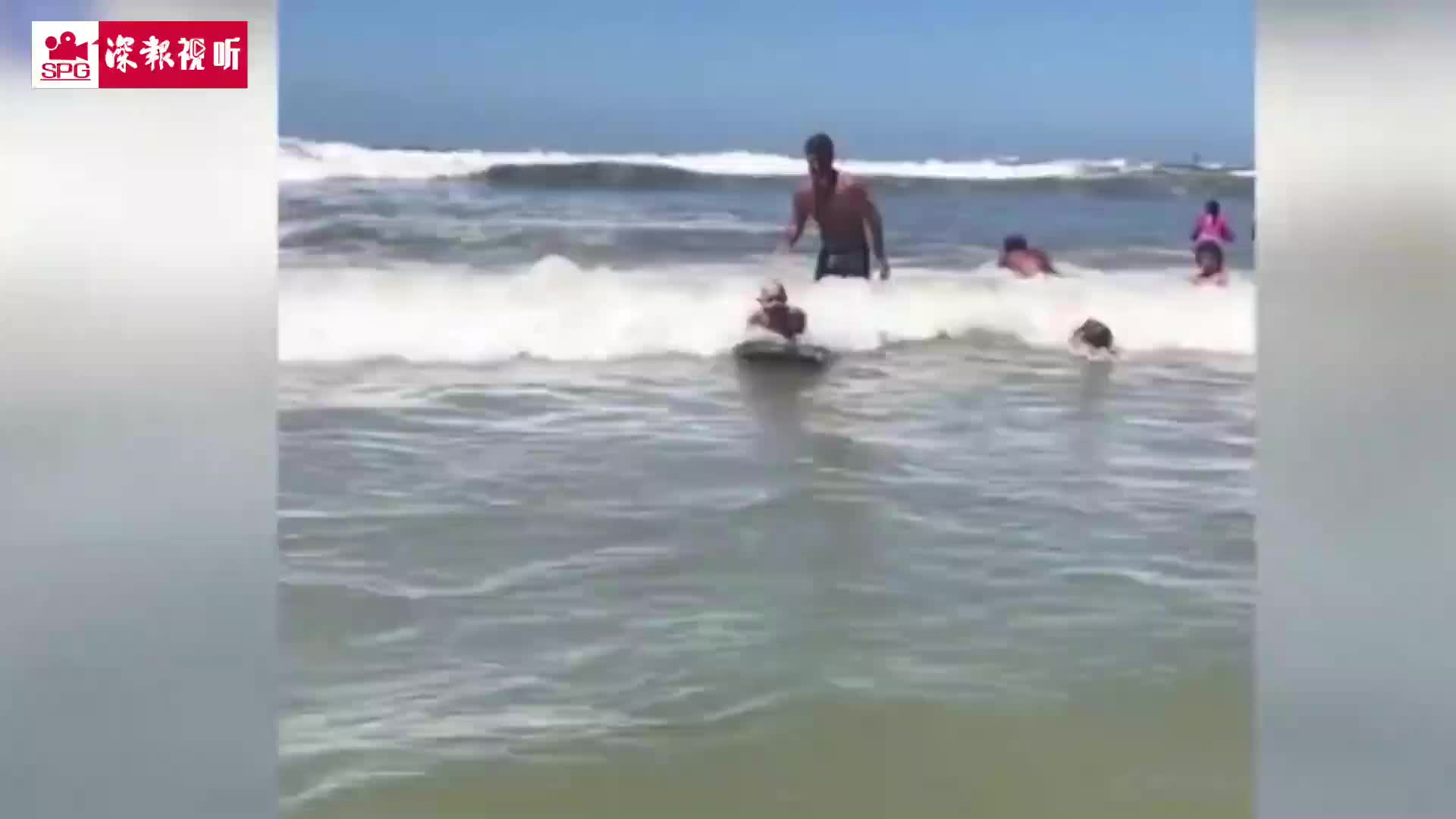 巴西冲浪神童走红网络  七个月大就开始学游泳