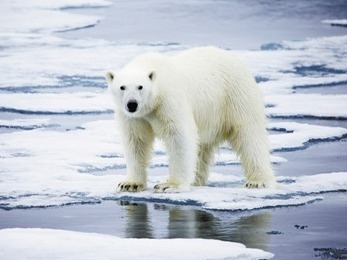 北极海冰减少 影响的不仅仅是北极熊的家
