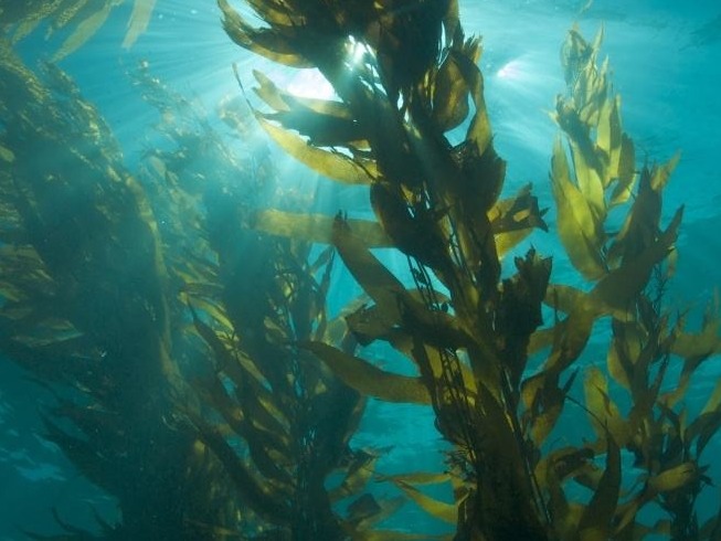 研究发现：海藻或可提供抗新冠病毒物质
