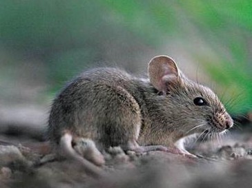 蒙古国报告今年第6例鼠疫病例
