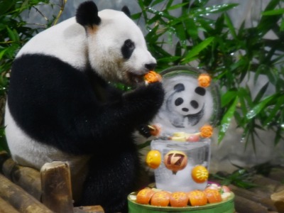 大熊猫“秋浜”17周岁啦！深圳野生动物园给它过了个生日
