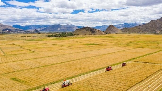 农业农村部：秋粮面积预计超12.8亿亩 丰收已成定局