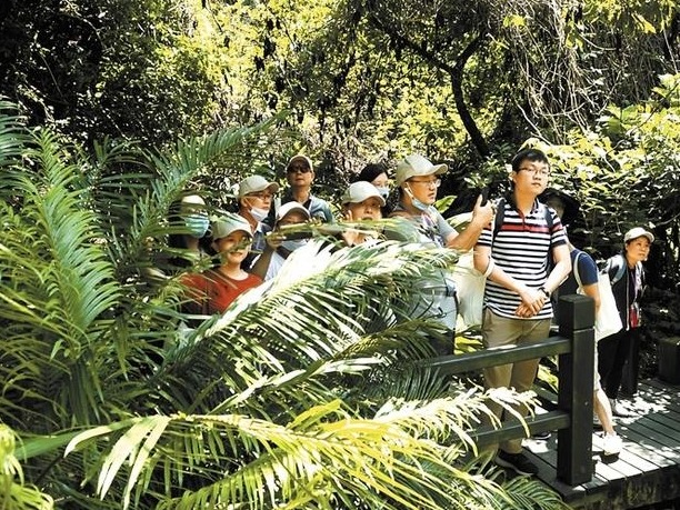 梅林水库仙湖苏铁首次对外开放  近距离观赏植物界“活化石”