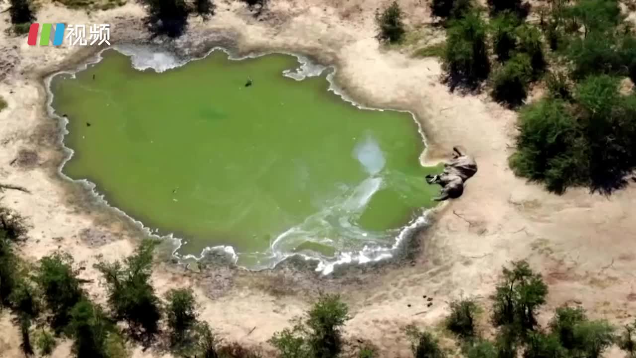 蓝藻细菌导致数百头大象死亡 或因为全球变暖等气候变化影响