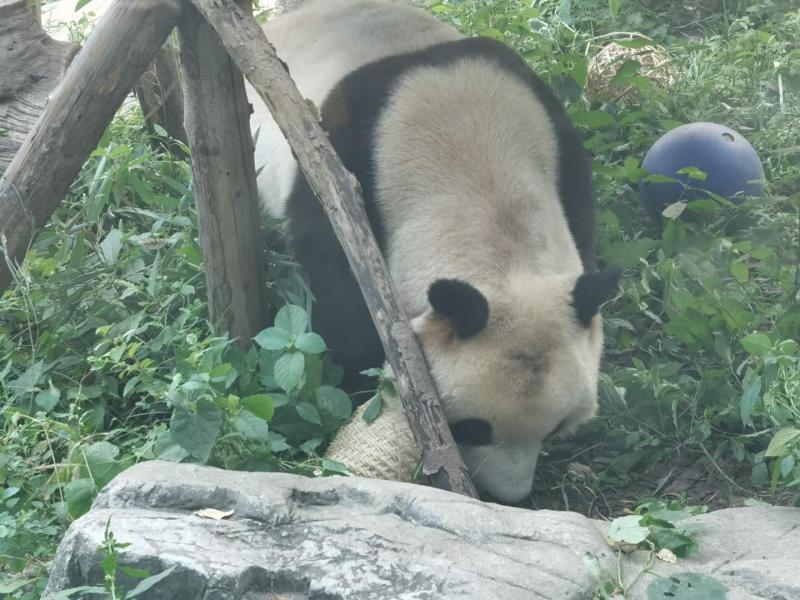 北京动物园公布熊猫“秃头”调查结果：打滚引起的毛发磨损