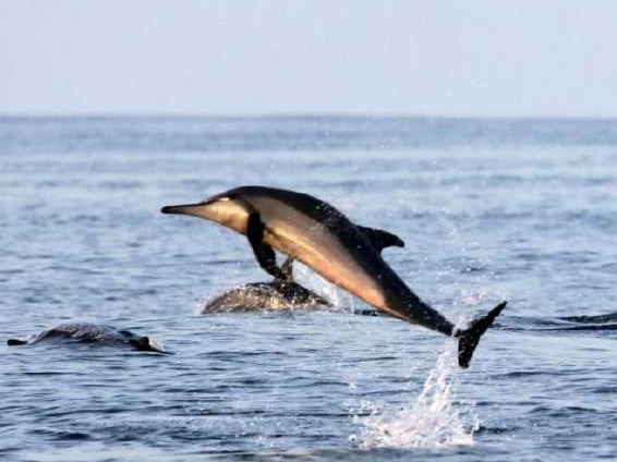 超美偶遇！数百头海豚陪中国海军护航亚丁湾 