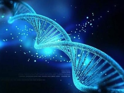 人类基因组草图再添细节，X染色体被无死角解码