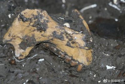 6400000年前，最接近金丝猴祖先的化石长啥样？
